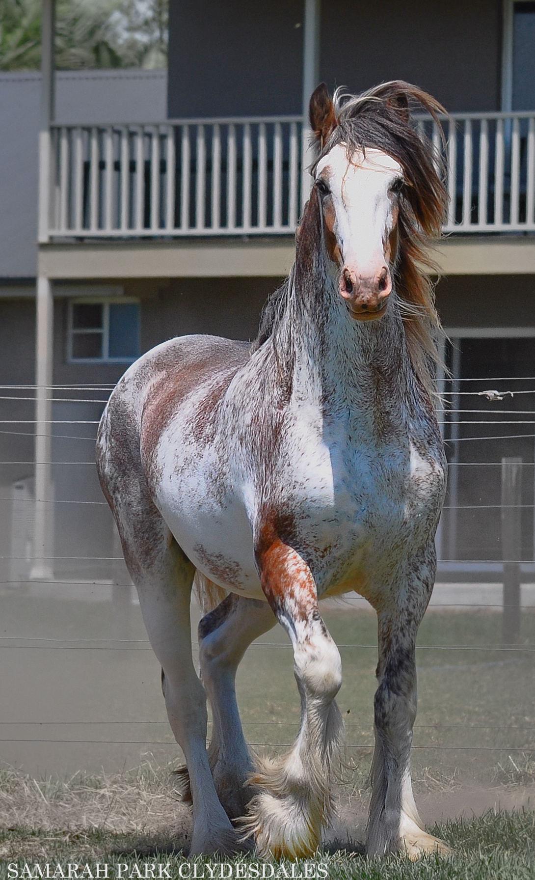 Clydesdale Horse @Samarah Park Clydesdale Stud